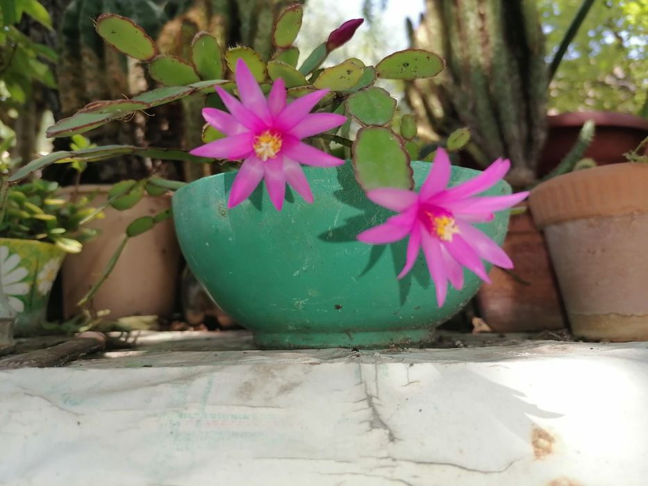 Кактусы различные