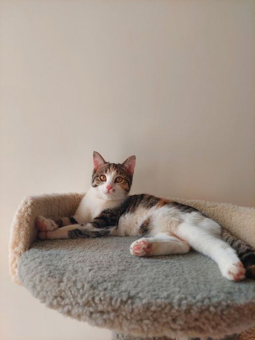 Котенок девочка трехцветная Ташкент