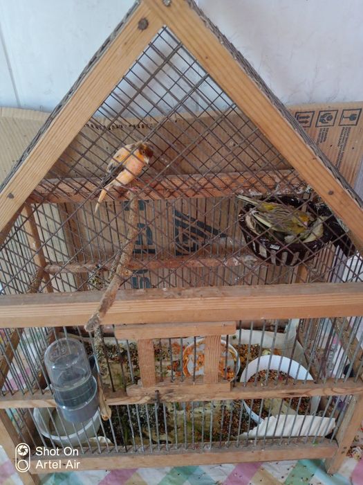 Продаются канарейки