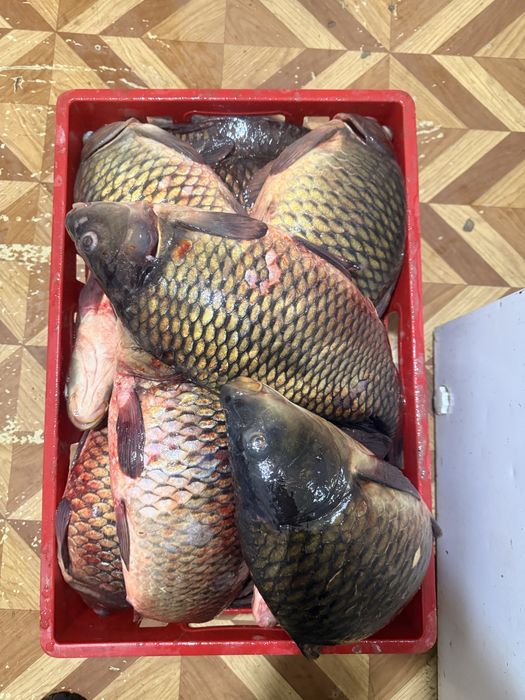 Свежий сазан от 1.5 до 17кг
