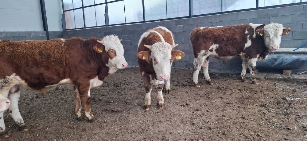 Taur cu certificat de origine