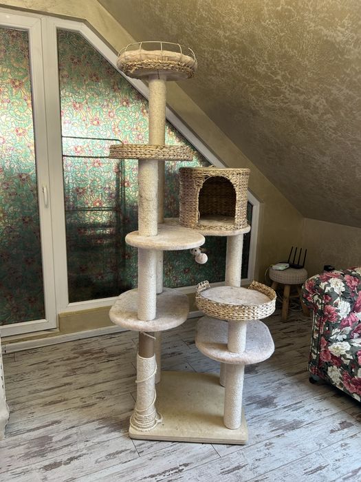 Голяма драскалка за котки