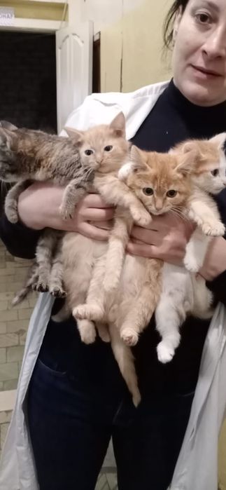 Отдам котят бесплатно