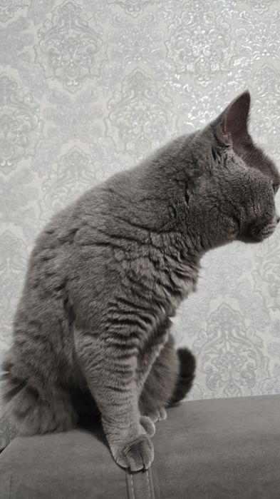 Отдам в хорошие руки
