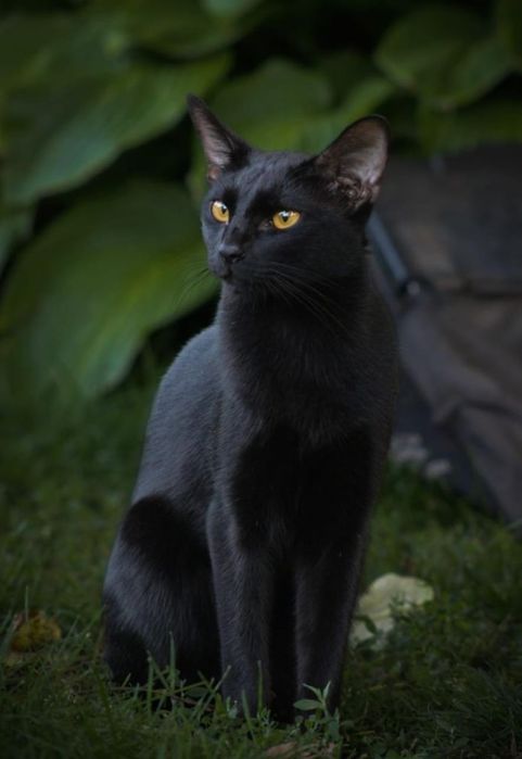 Продаётся уникальный кот породы Чаузи (solid black)