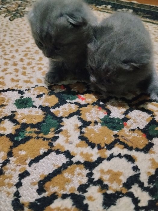 Skotish fold 2ta bolasi va otasi