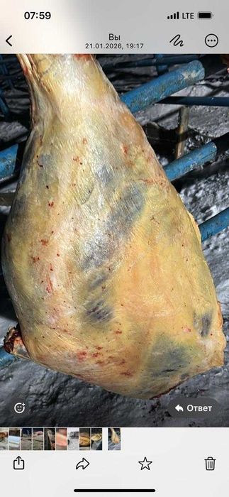 Свежее мясо конина