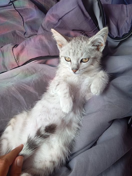 Котёнок котенок в дом