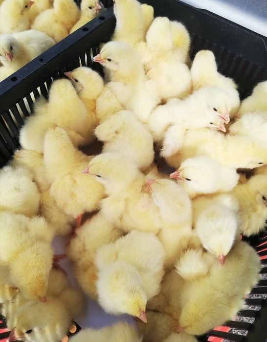 Цыплята бройлер суточные фабричные