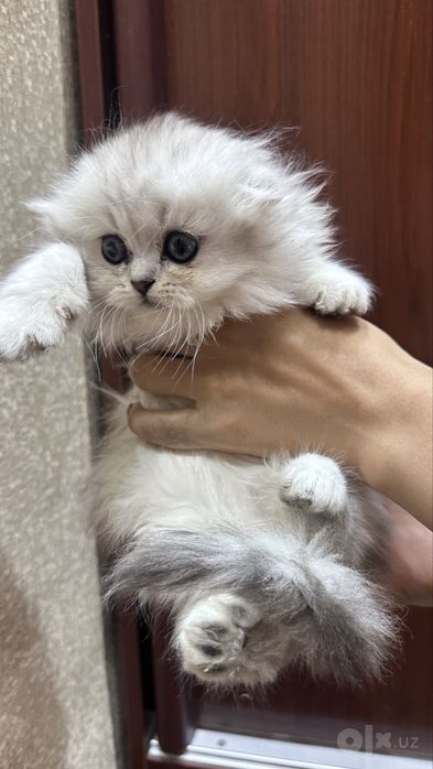 Продаются пушистые котята серебристая шиншилла NS 12 , кошка
