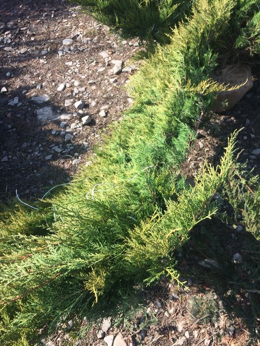 Producător Plante Ornamentale !