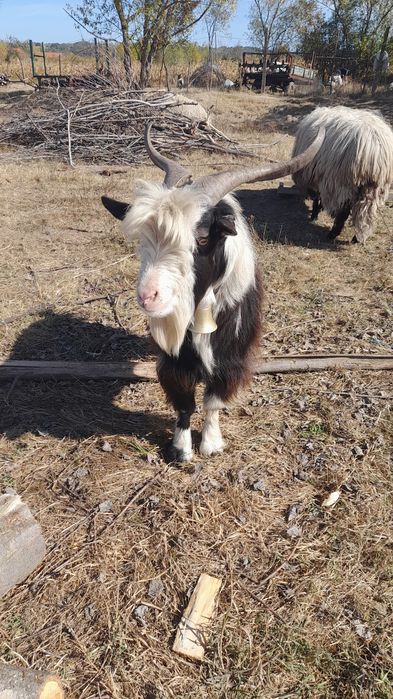 Vând oi și capre