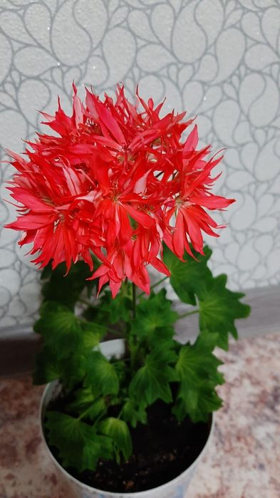 Цветы домашние от 1500