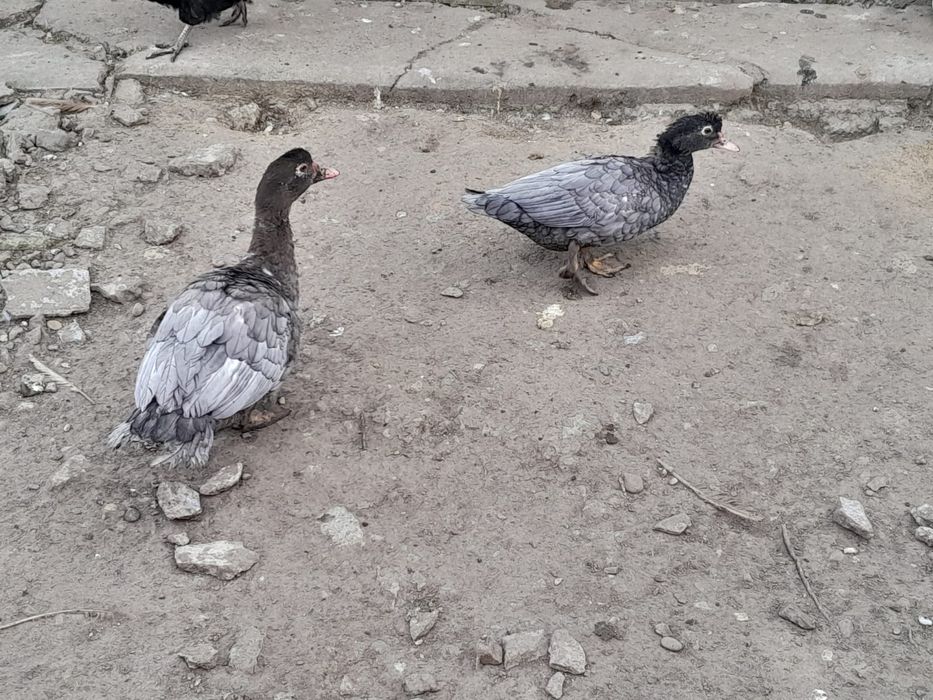 Rațe leșești colorate