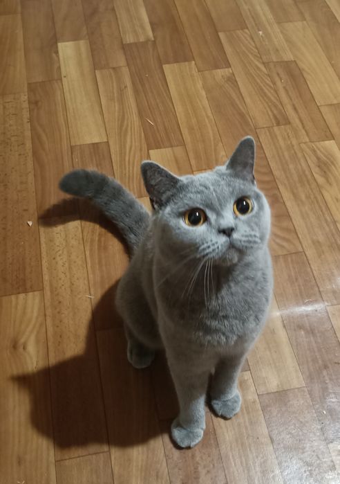 Британская голубая кошка
