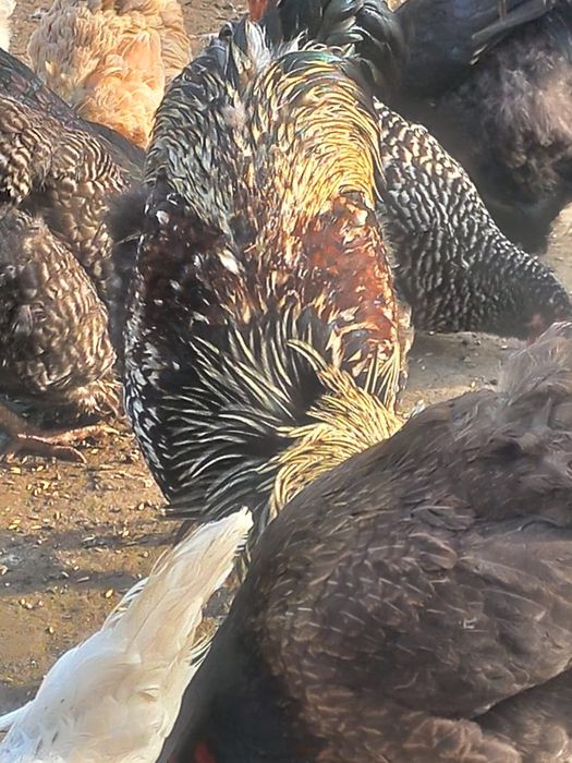 Продам петухов разных пород