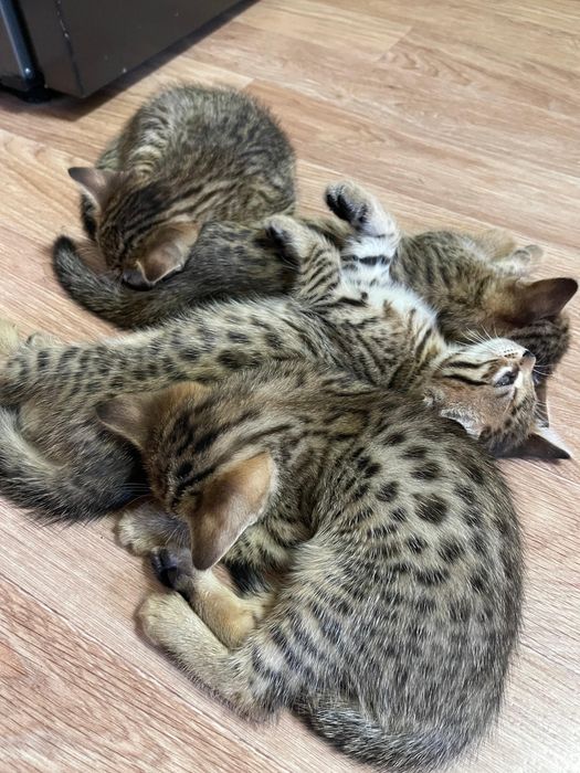 Бенгальские котята