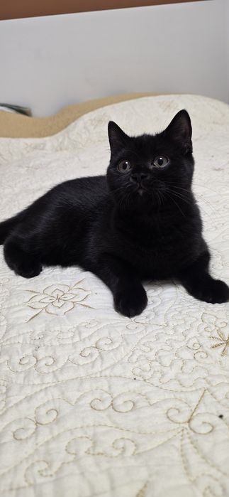 British shorthair