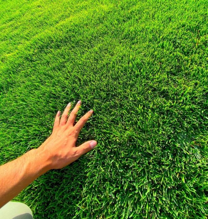 Газон екамиз уруг ва рулон 100% Халол!