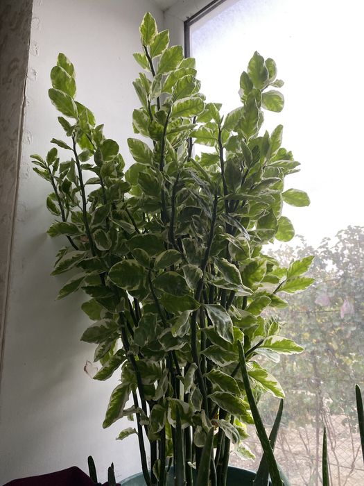 Алоэ,доллар