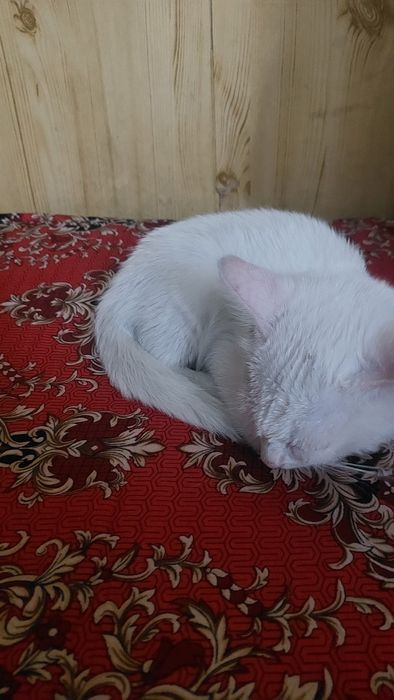 котенек 3 мес мальчик