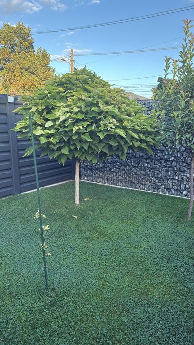 Puieti arbori platan Catalpa Bignonioides