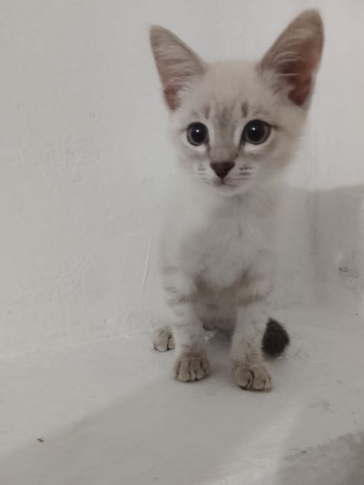 Отдам котенка в добрые руки. Мальчик