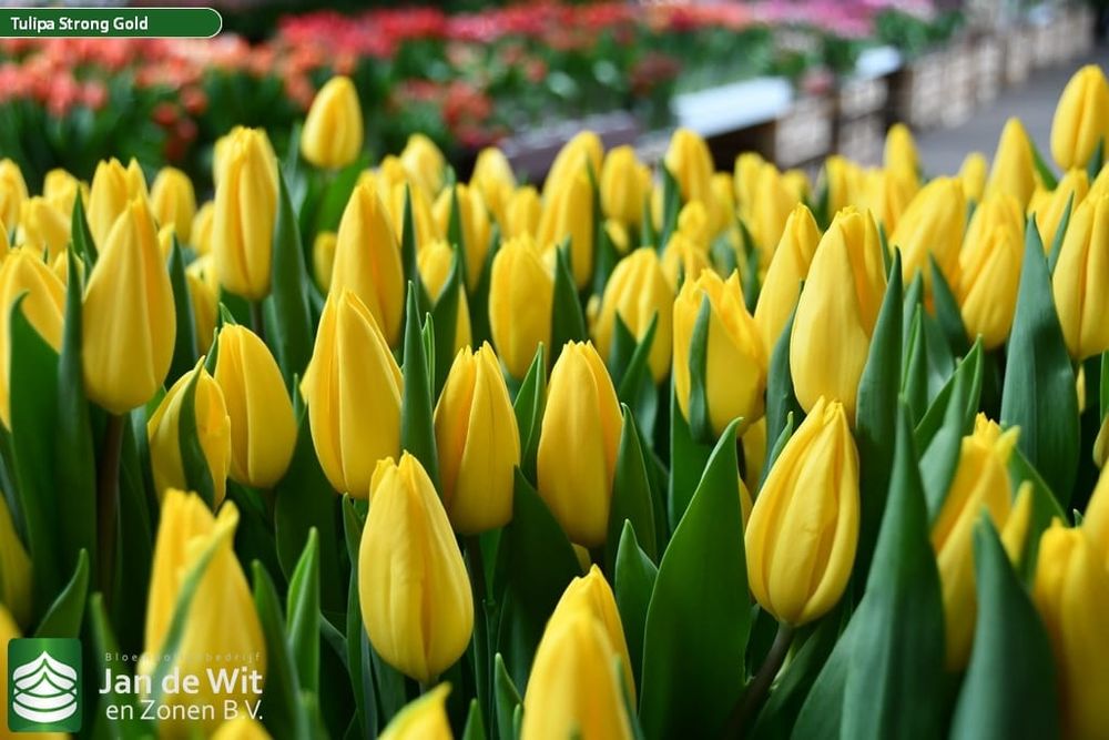 Тюльпаны к 8 марту