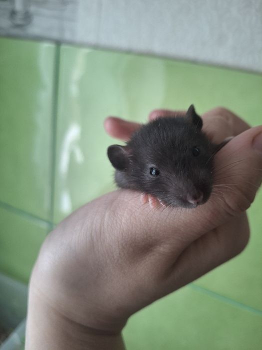 крыса крысятки малыши