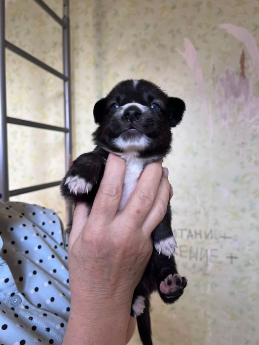 Щенята крутые типо