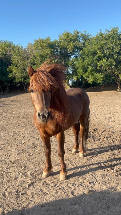 Продам красивого Пони