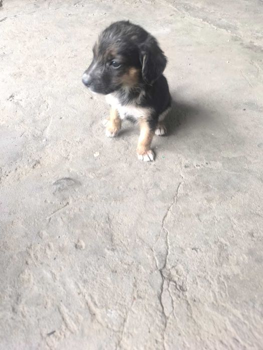 Щенки мальчики 1 месяц