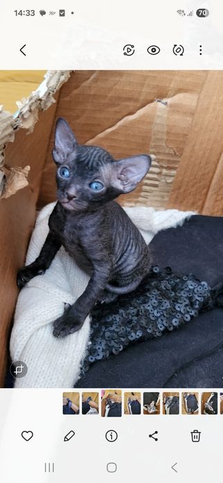 Котята Сфинкс, девочка и мальчик