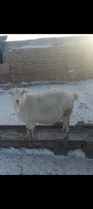 Продам  Ешкілер сатылады