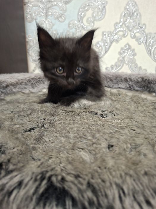 Котёнок хорошие руки