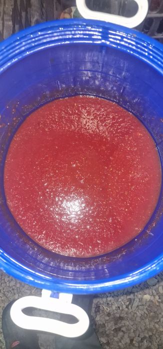 Продам домашний кобра