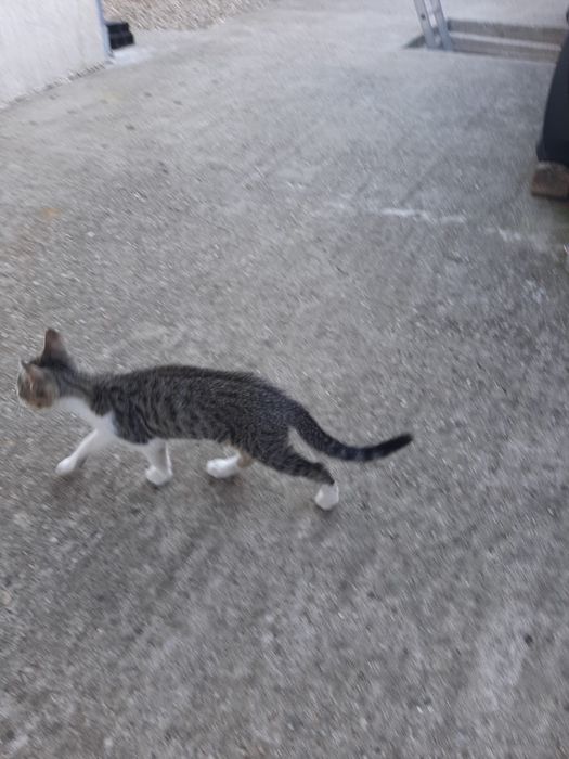 3 pisoi 3 luni Saftica pentru adoptie