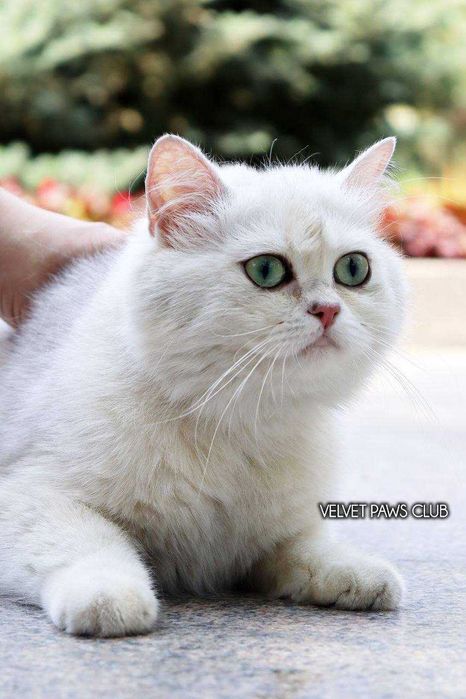 Британский (окрас серебристый шиншилла)