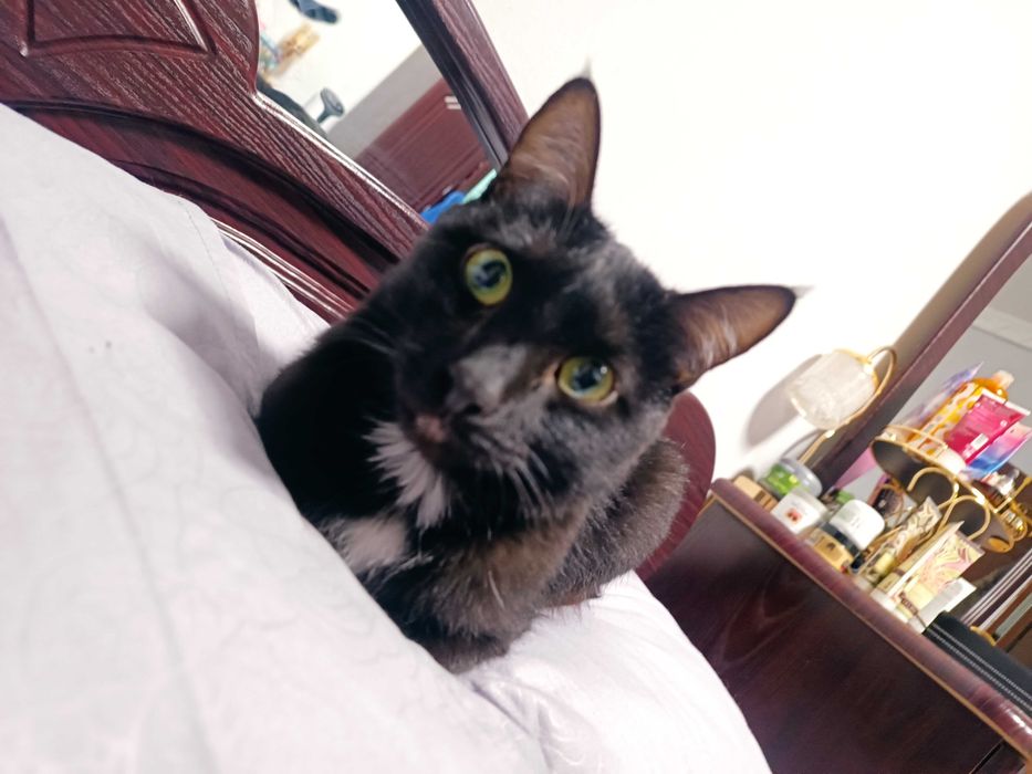 Кошка стерилизованная, умная, чистая