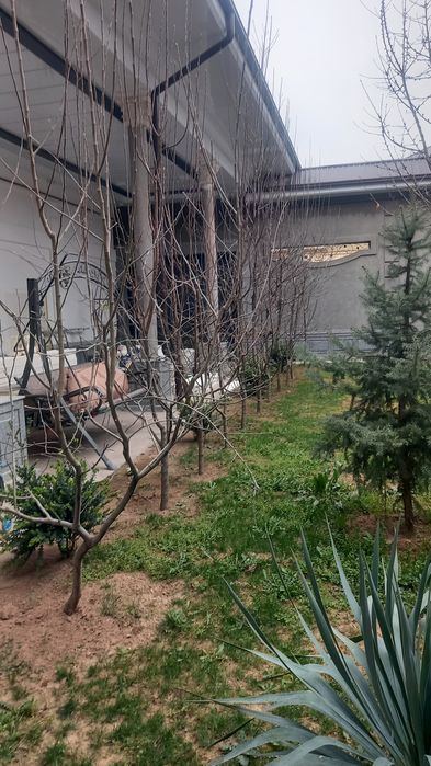 4 йиллик карлик олма  кўчатлари СРОЧНО! Арзон нархда сотилади!!