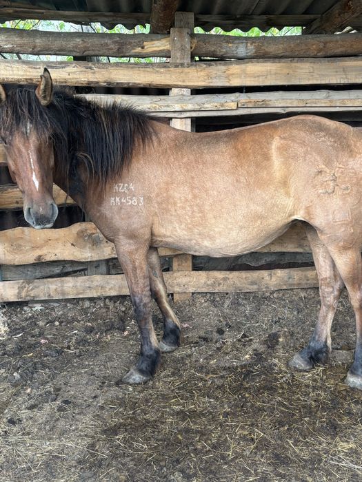 Продам семіртілген байтал. Красный яр