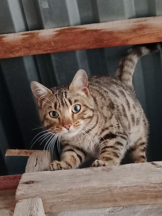 Продаю бенгальского кота