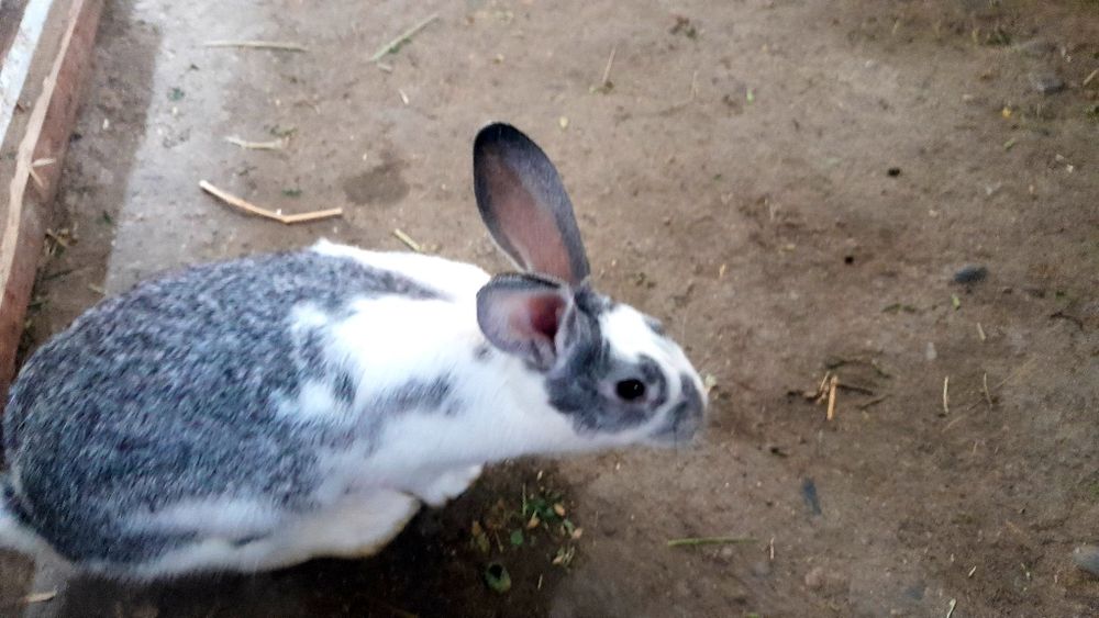 Қуйонлар бор 5-6 ойлик