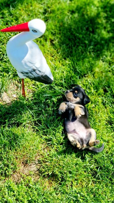 Чистокръвни Пинчери