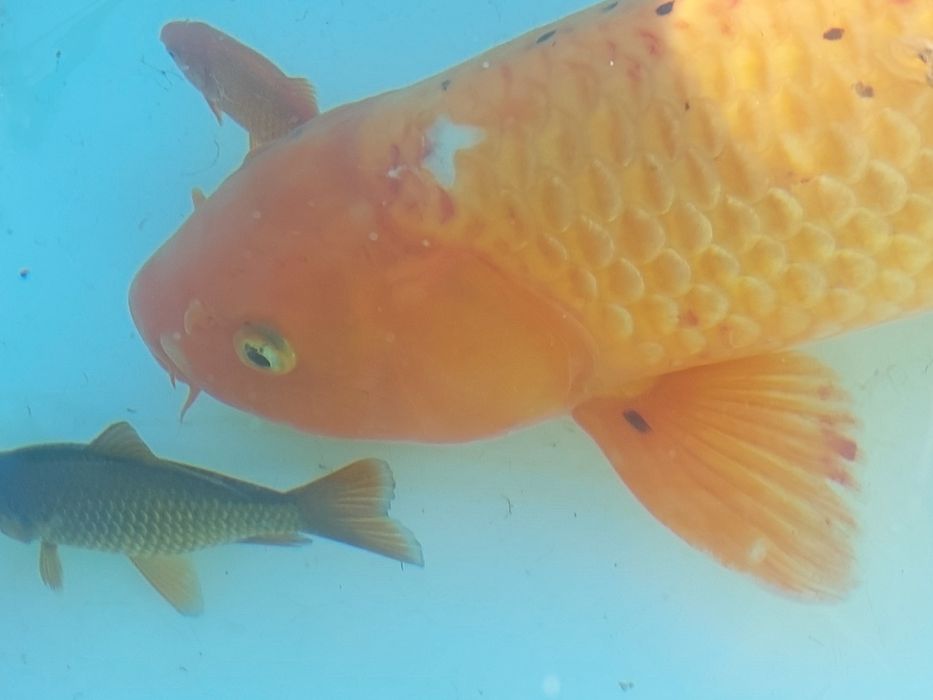 Vând pești crap koi, caraș