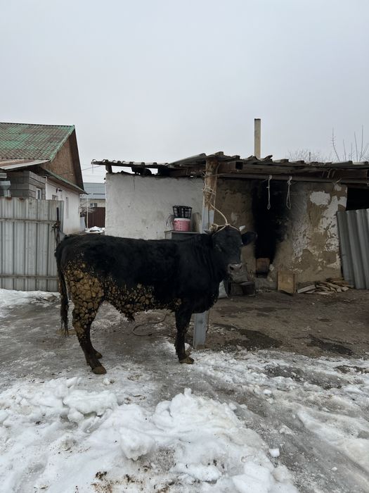 Продам бычки на откорме