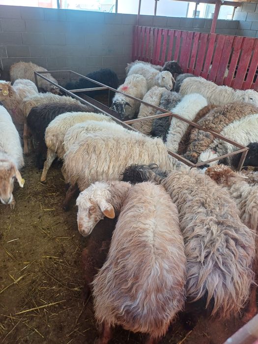 Койлар сатылады.