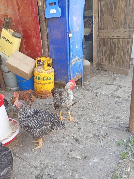 Păsări cocosi  de vanzare