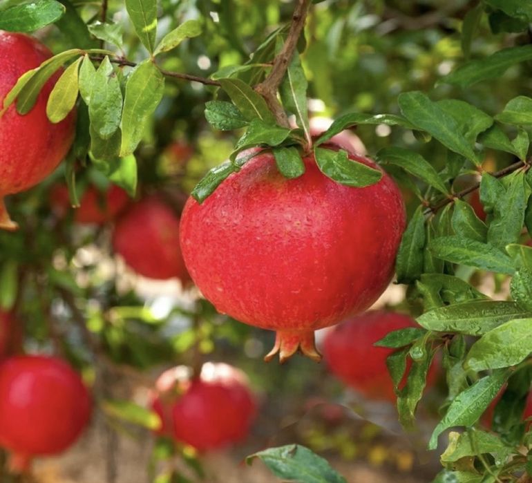 Plante fructifere anul 4 la ghiveci , super oferte !