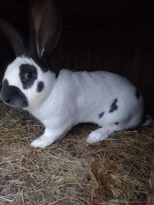 Зайци Немски пъстър великан Пеперуда